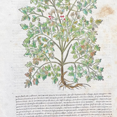1568 Italian Renaissance Hand-Colored Botanical Woodcut, Medicinal Plants
