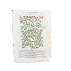 1568 Italian Renaissance Hand-Colored Botanical Woodcut, Medicinal Plants