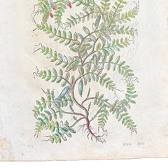 Xilografía botánica del Renacimiento italiano de 1568, coloreada a mano; plantas medicinales