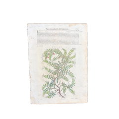 Xilografía botánica del Renacimiento italiano de 1568, coloreada a mano; plantas medicinales