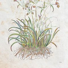 1568 Italian Renaissance Hand-Colored Botanical Woodcut, Medicinal Plants