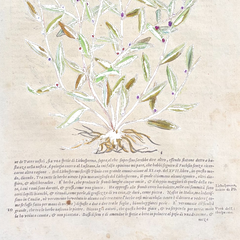1568 Italian Renaissance Hand-Colored Botanical Woodcut, Medicinal Plants