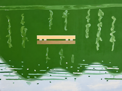 «The Raft», lienzo monumental de 84 x 64, de Alex Katz