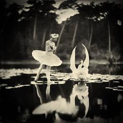 Alex Timmermans | Swan Lake (2015)