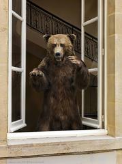 Used Grizzly Staring Threateningly from Casement Window