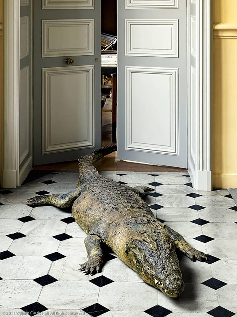 William Curtis Rolf Abstract Photograph - Deyrolle Crocodile Exits His Hotel Particulier 