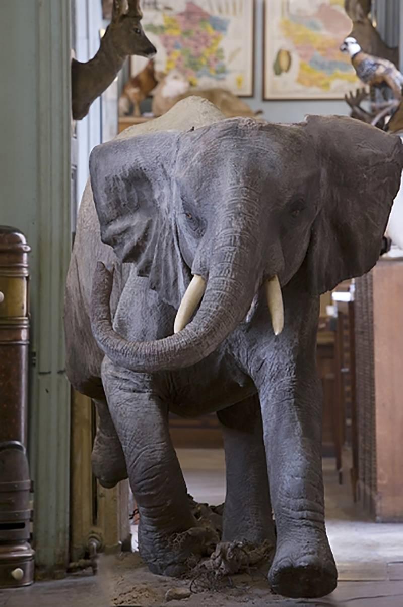 William Curtis Rolf Abstract Photograph - Charging Baby Elephant at Deyrolle