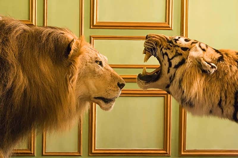 William Curtis Rolf Lion VisaVis Tiger at Deyrolle For Sale at 1stDibs