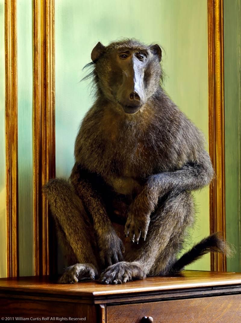 William Curtis Rolf Abstract Photograph - Deyrolle Monkey Relaxing On his Chest Of Drawers 