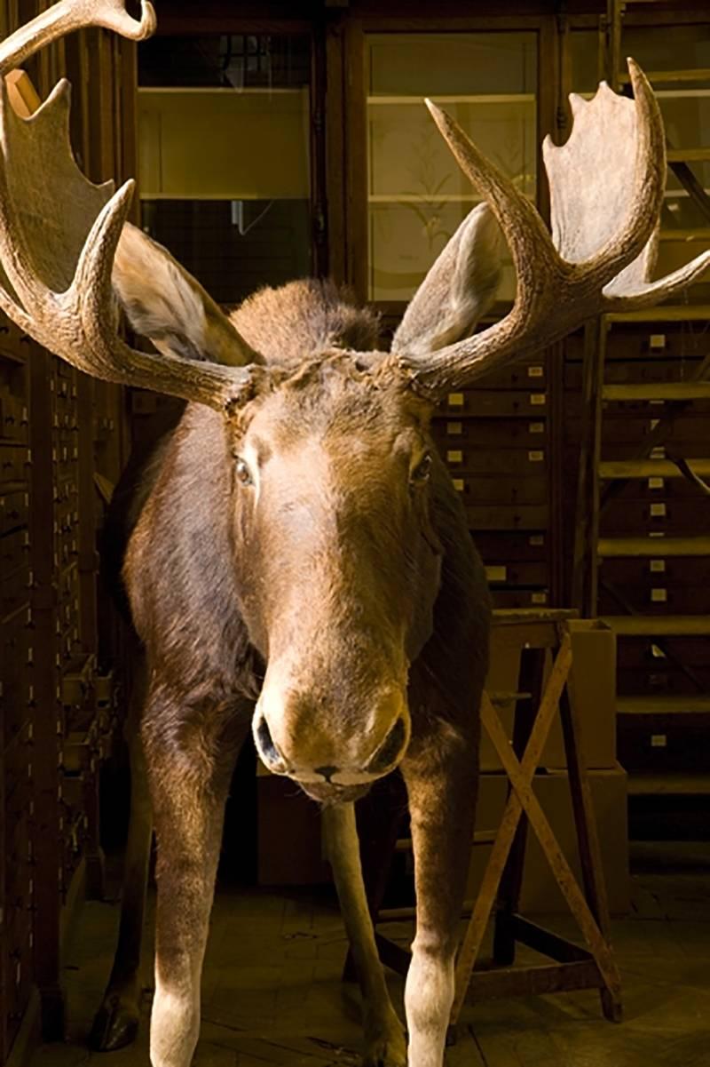 William Curtis Rolf Abstract Photograph - Moose Near Specimen Cases At Deyrolle