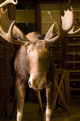 Moose Near Specimen Cases At Deyrolle