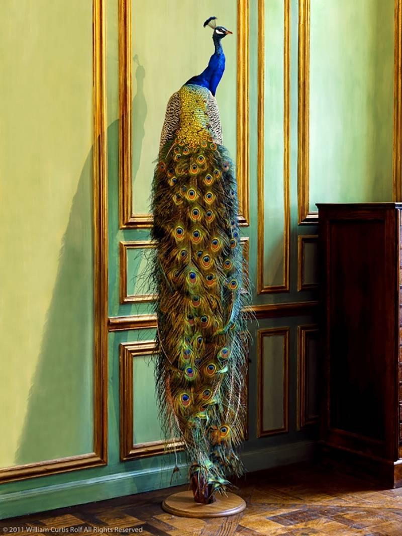 William Curtis Rolf Abstract Photograph - Deyrolle Peacock Perched Adjacent to Green Boiserie