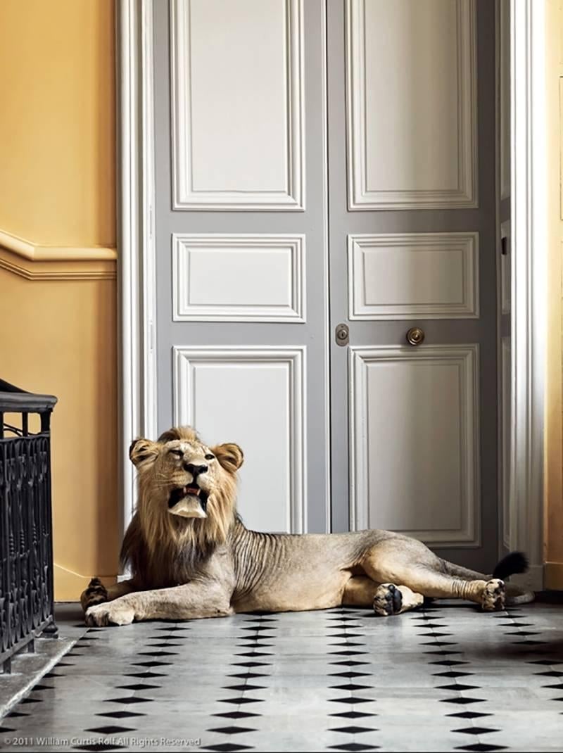 William Curtis Rolf Abstract Photograph - Deyrolle Male African Lion Relaxing at His Door