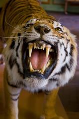 Growling Tiger Close Up at Deyrolle
