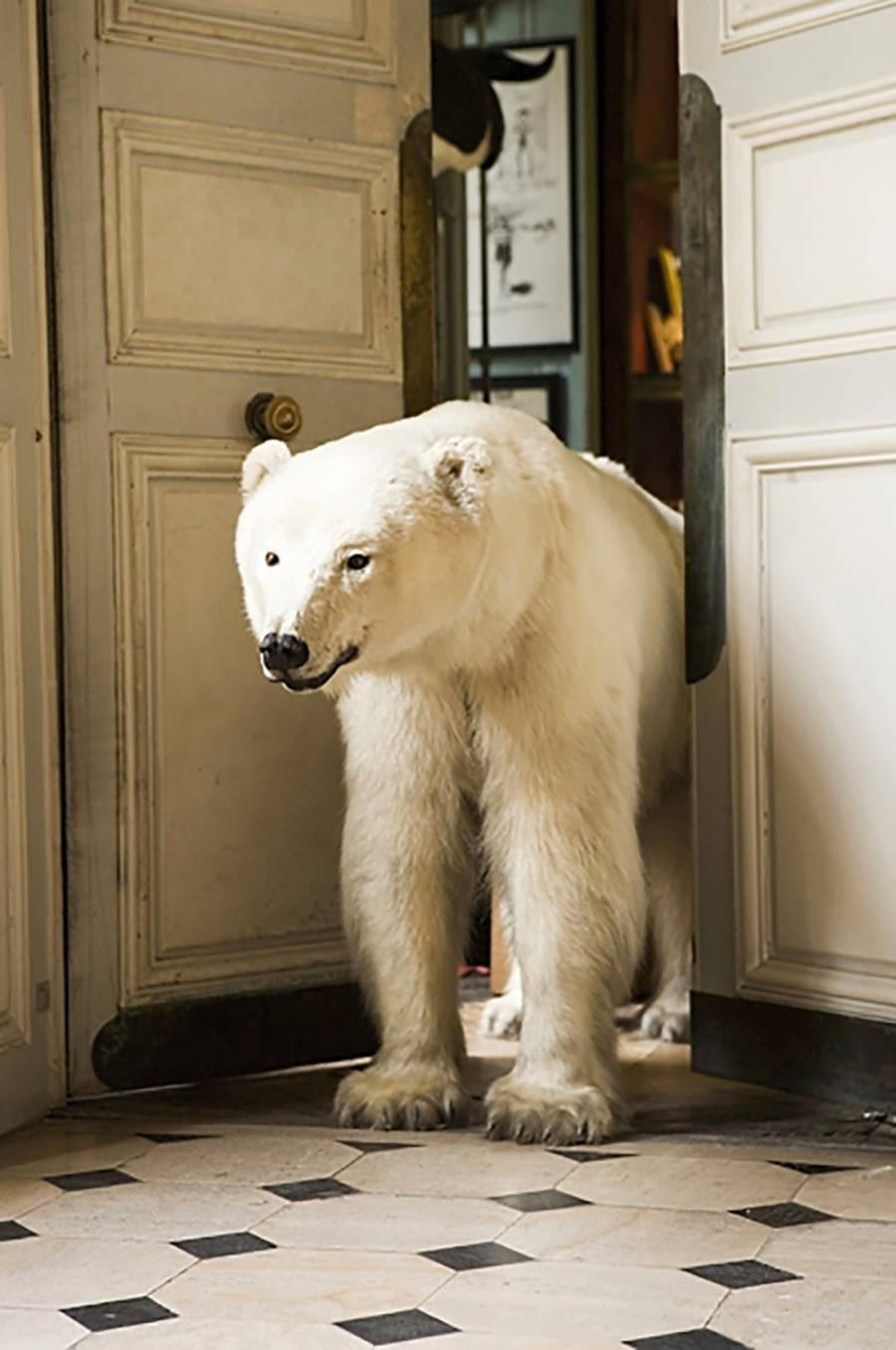 William Curtis Rolf Abstract Photograph - Polar Bear Exiting Deyrolle 