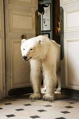 Polar Bear Exiting Deyrolle 