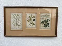 Original 18th-century German copperplate engravings, hand-colored.