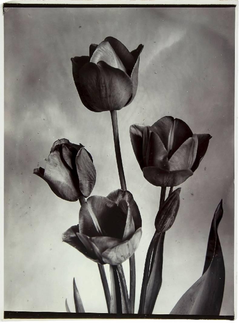 Charles Jones (b.1866) Black and White Photograph - Darwin Tulips