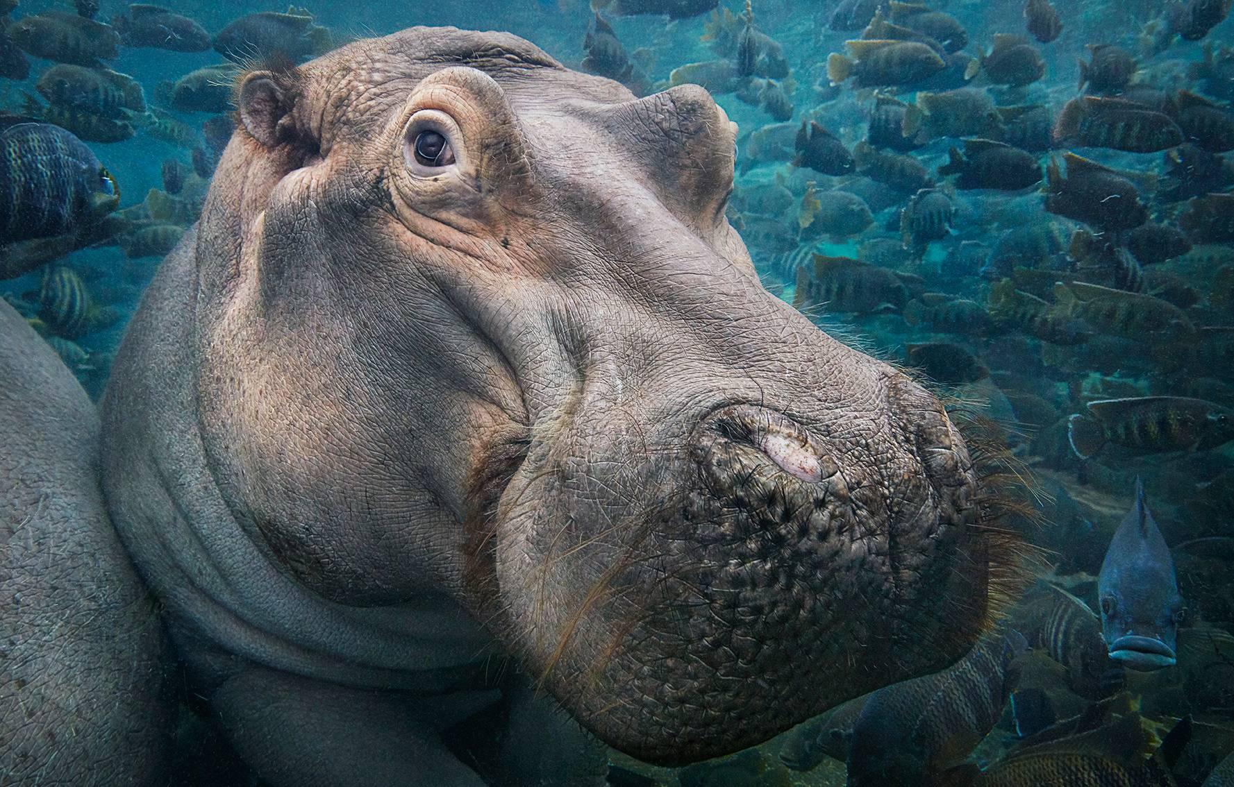 Tim Flach Color Photograph - Hippo Underwater