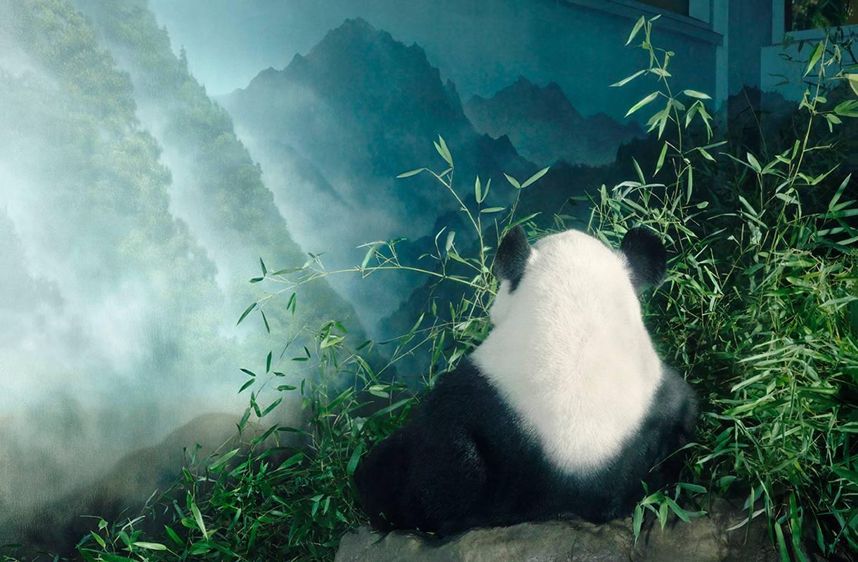 Tim Flach Color Photograph - Giant Panda in Den