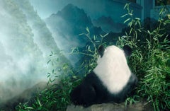 Giant Panda in Den