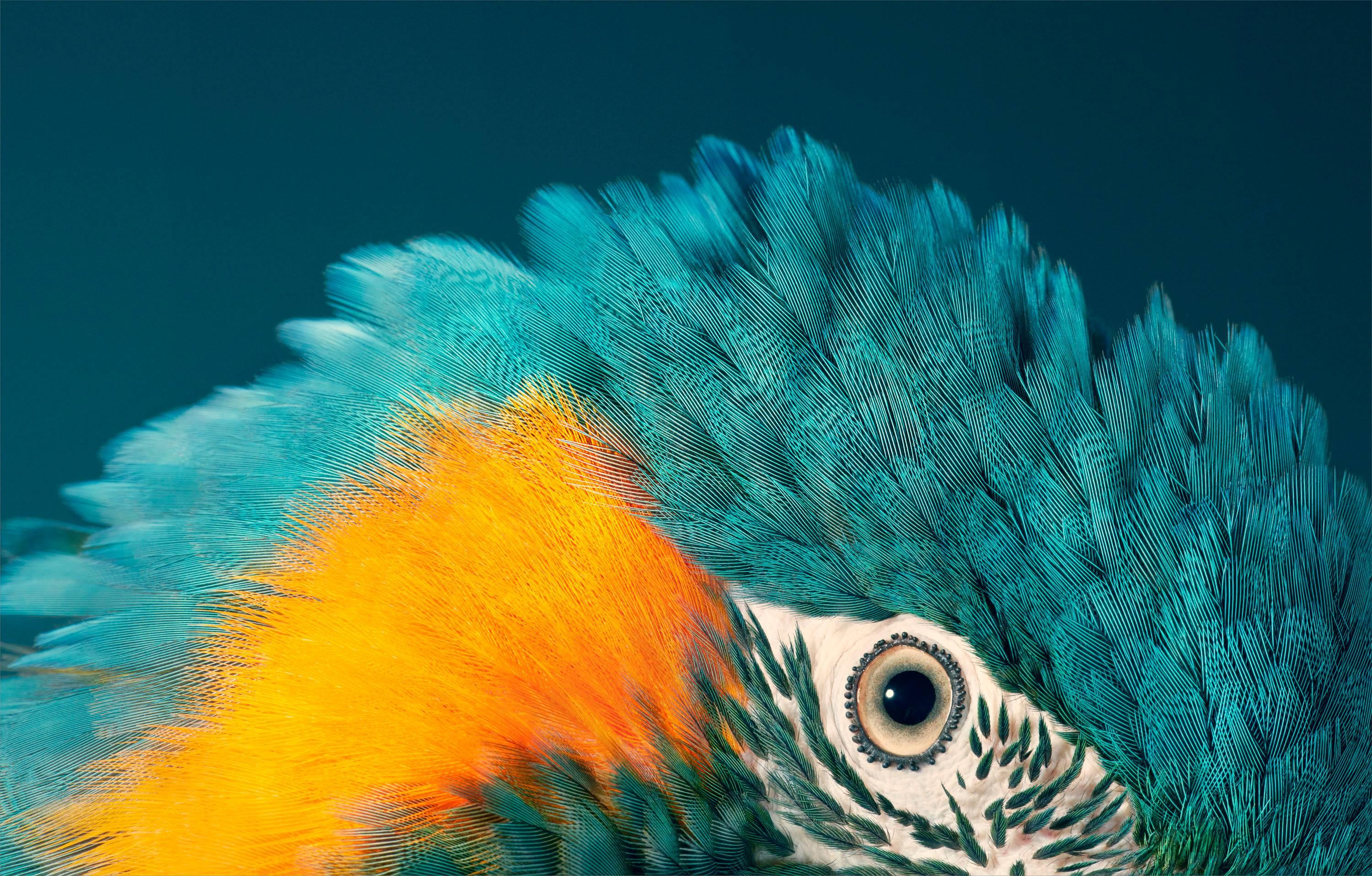 Tim Flach Color Photograph - Blue Throated Macaw