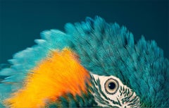 Blauer schmiedeeiserner Macaw