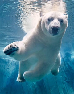 Polar Bear Swimming