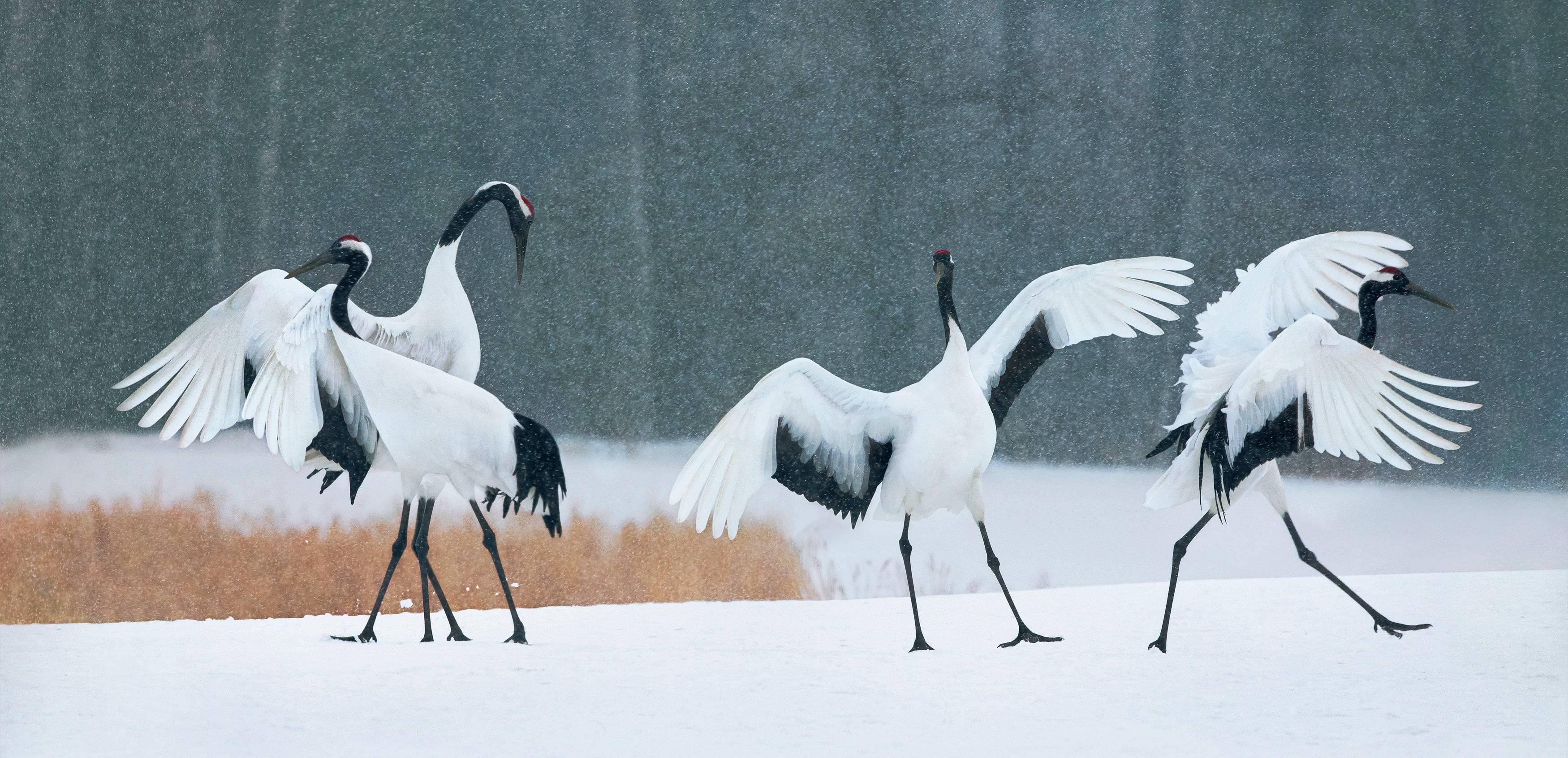 Tim Flach Color Photograph - Red Crown Cranes Dancing