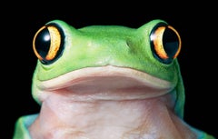 Gelber Baumfrosch mit gelbem Auge