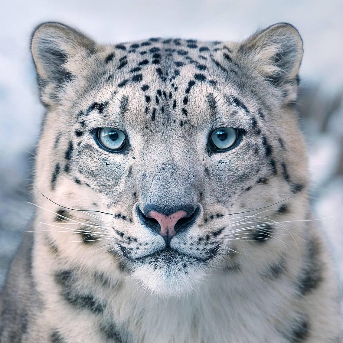 Tim Flach Color Photograph - Snow Leopard