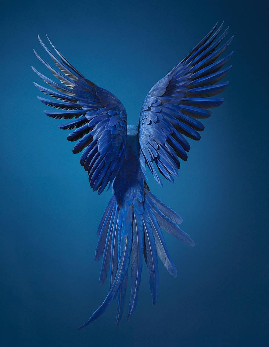 Tim Flach Color Photograph - Hyacinth Macaw