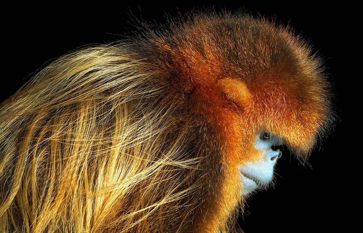 Tim Flach Color Photograph – Goldener Schnupftabak Nosed Affen