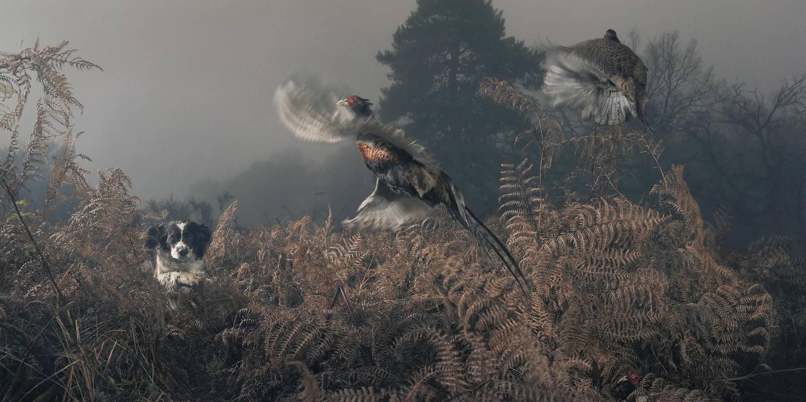 Penny Working the Bracken - Photograph by Tim Flach