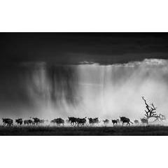 Exodus 8