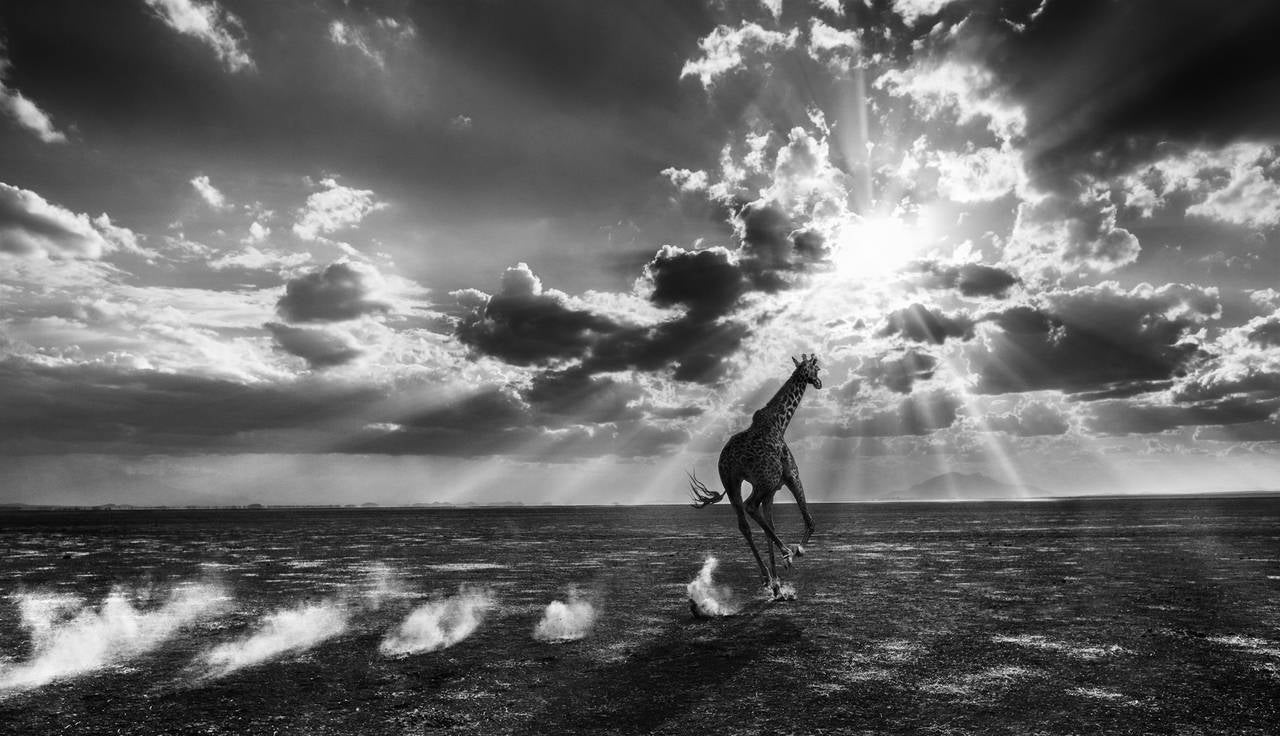 David Yarrow Black and White Photograph - Heaven Can Wait