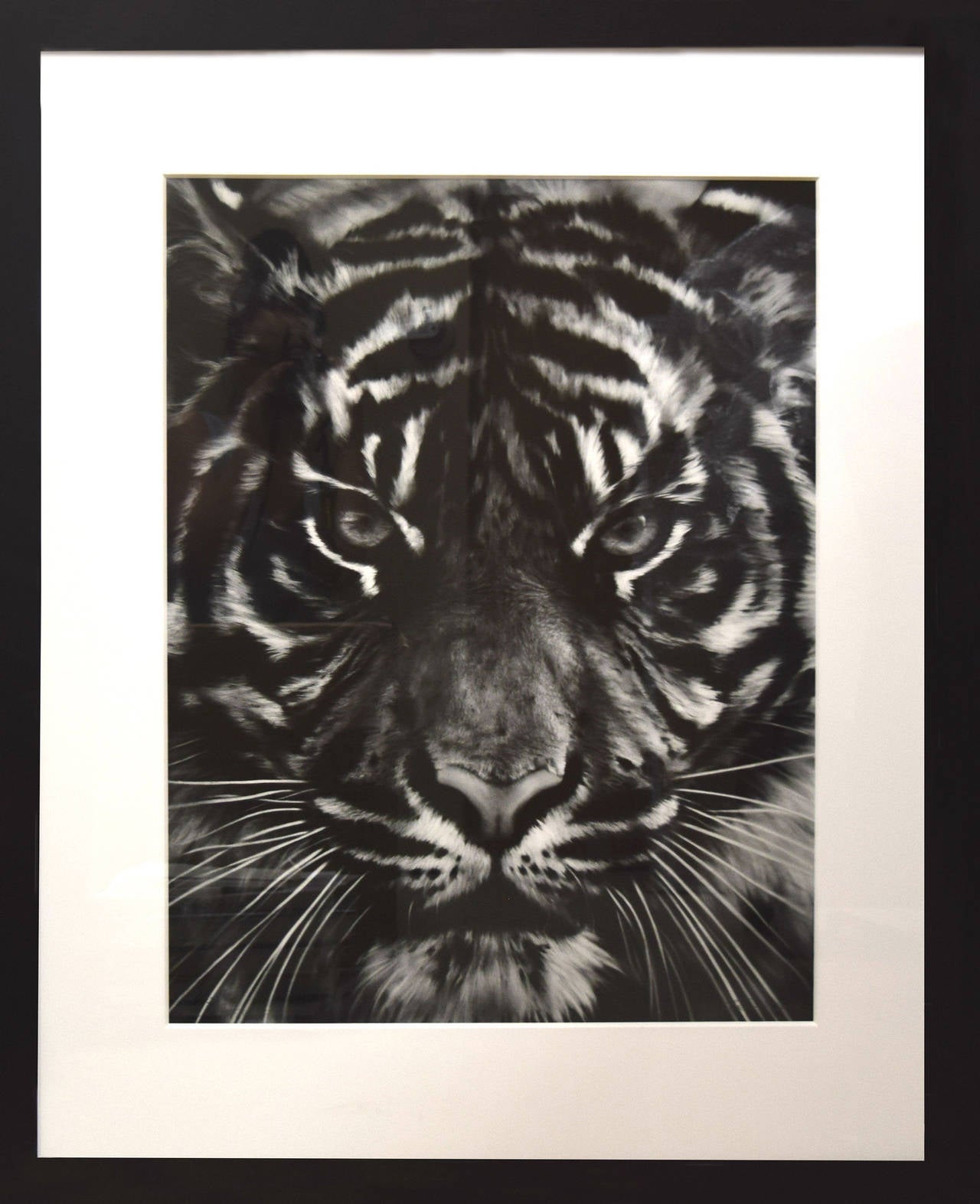 Robert Longo Animal Art - Untitled (Last Tiger)