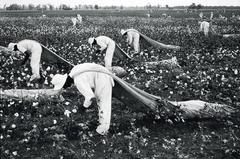 Cotton Pickers, Texas