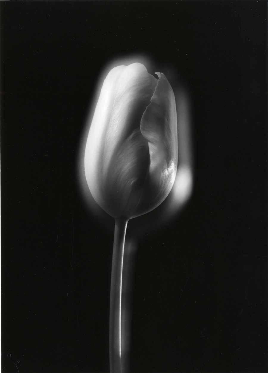 Yasuhiro Ishimoto Black and White Photograph - Untitled (tulip)