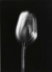 Untitled (tulip)