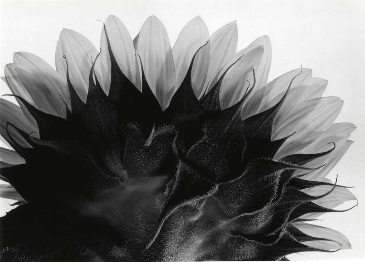 Yasuhiro Ishimoto Black and White Photograph - Untitled (sunflower)