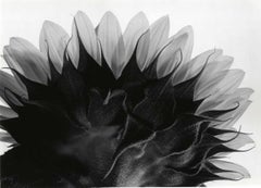 Untitled (sunflower)
