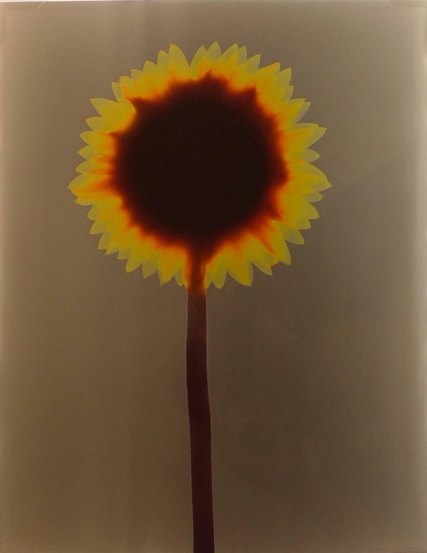 Adam Fuss Color Photograph - Untitled (Sunflower)