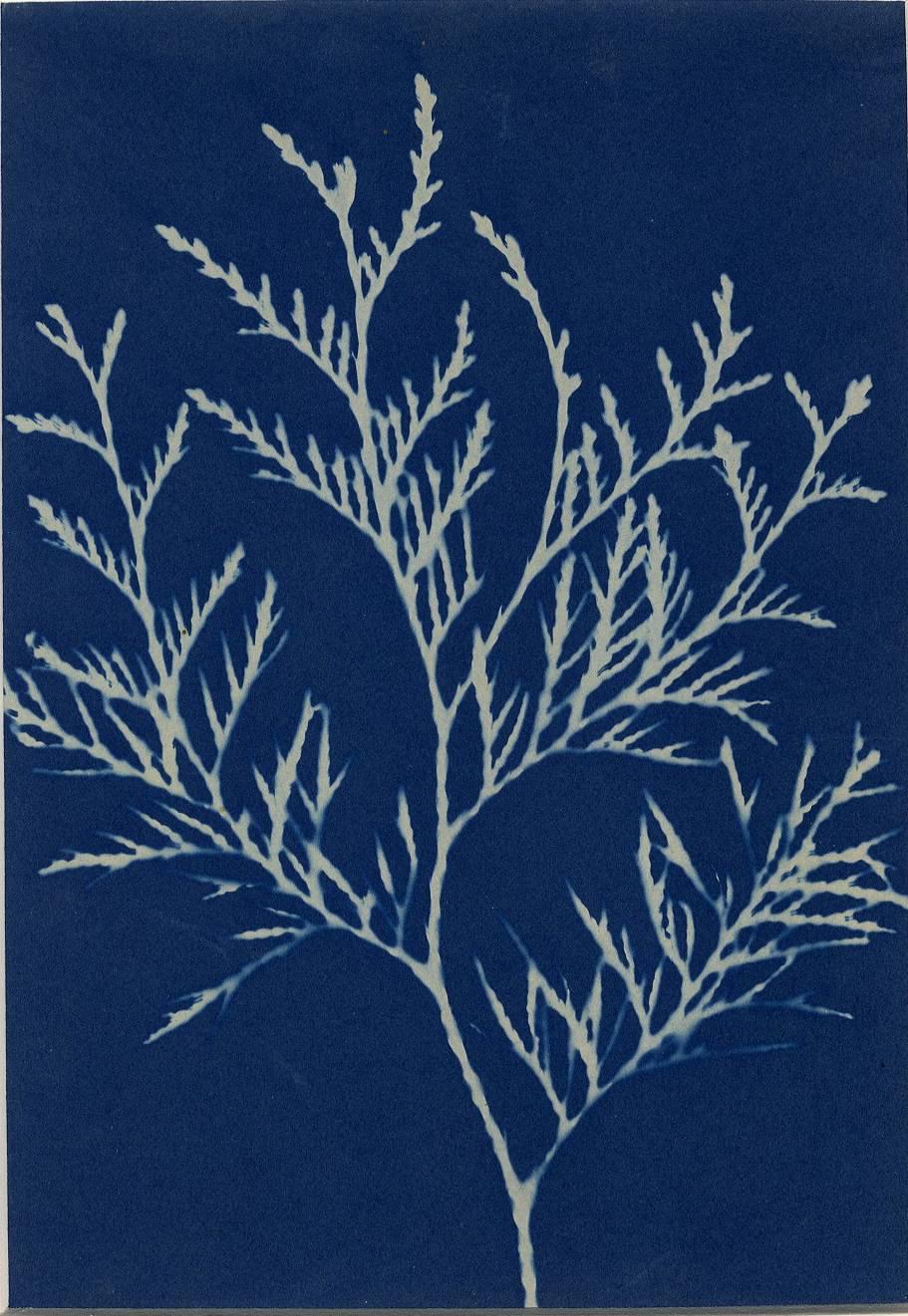 Unknown Still-Life Photograph - Cyanotype of Plant Forms