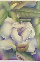 Magnolia Grandiflora
