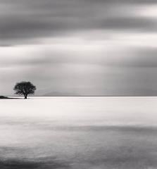 Biwa Lake Tree, Study 5, Omi, Honshu, Japan