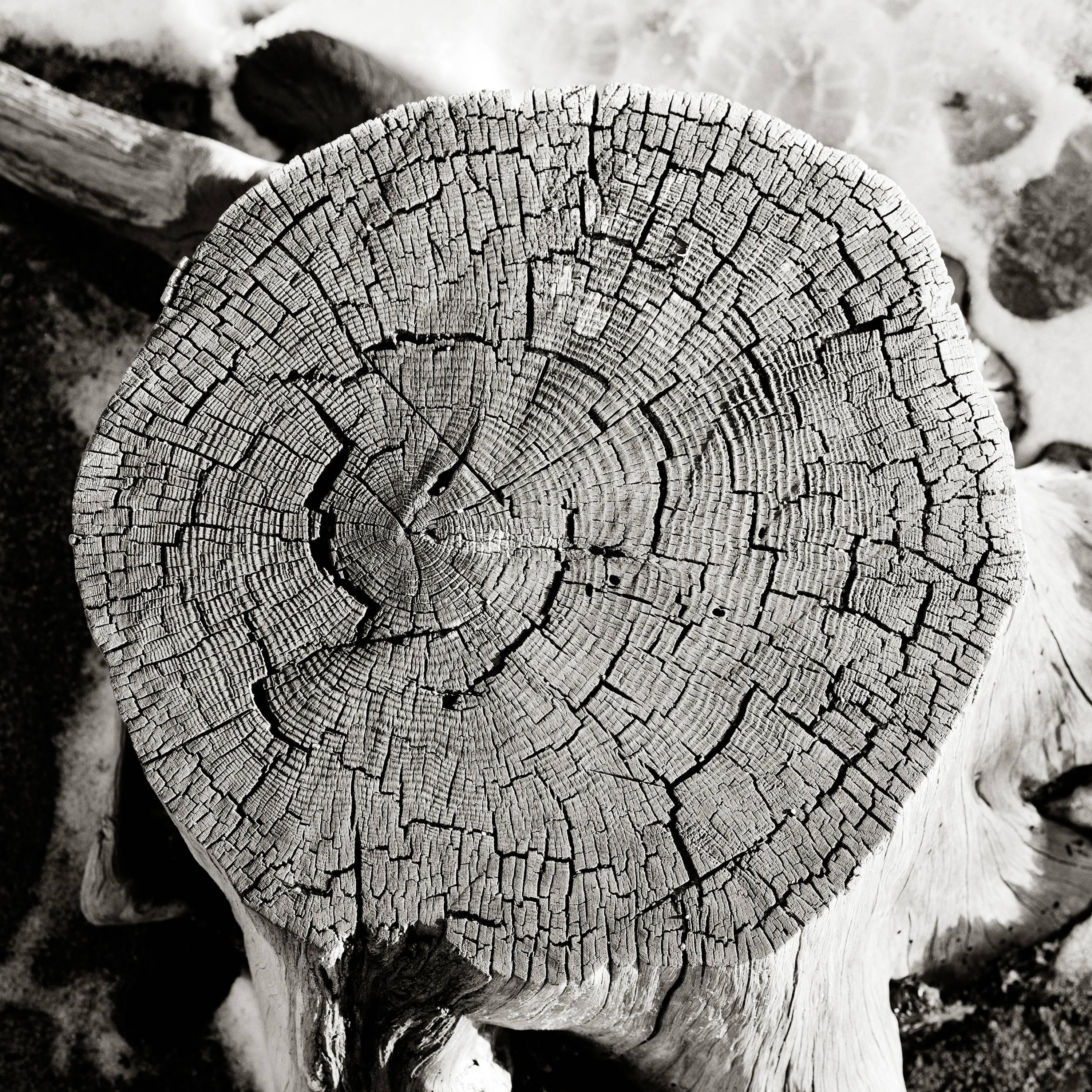 Rick Chapman Black and White Photograph - Stump, CA