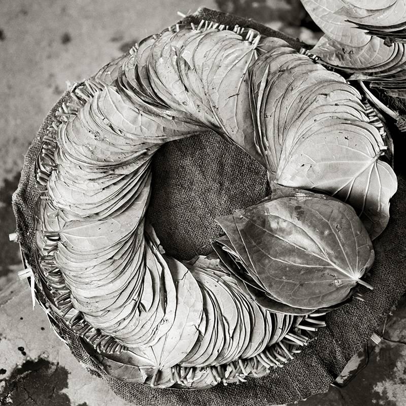 Rick Chapman Black and White Photograph - Leaves, India