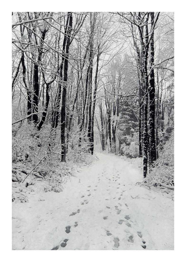 Stephen McMillan Landscape Print - Winter Path