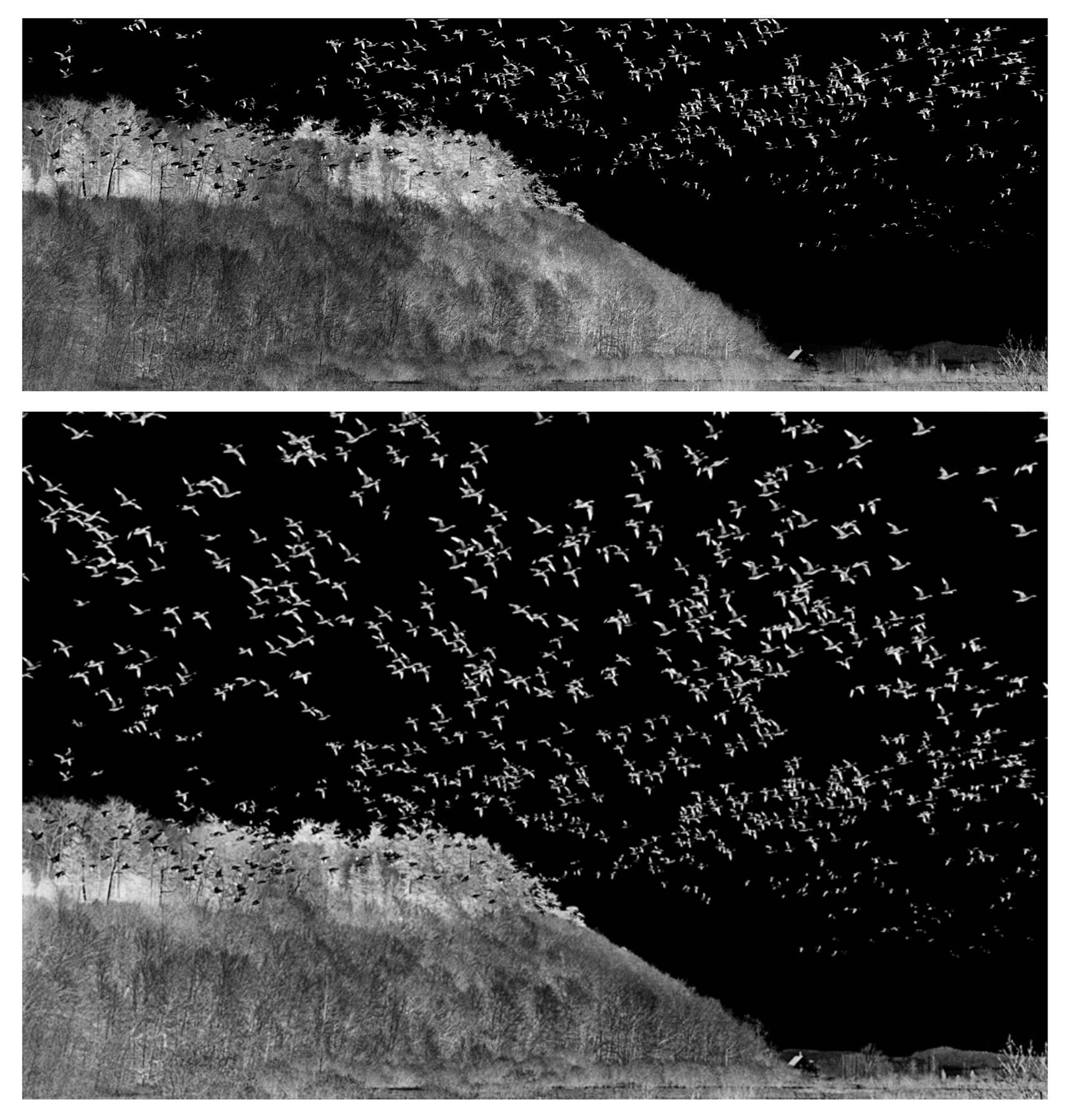 Judy Glickman Lauder Black and White Photograph - Bird Migration, Quebec